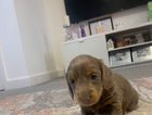 puppy