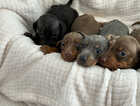 Puppy