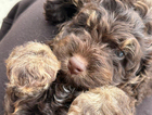 puppy