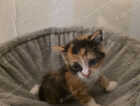 Kitten