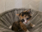 kitten