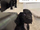 Puppy