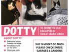 10 month old tuxedo kitten missing