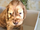 puppy