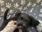 puppy