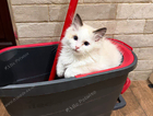 kitten