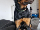 Rottweiler male