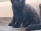 Kitten
