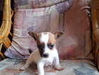 Puppy