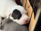 Puppy