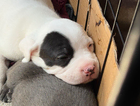 puppy