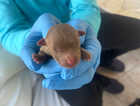 Puppy