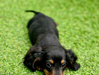 black & tan boy