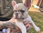 puppy