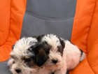 Puppy