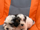 puppy