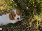 puppy