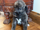 puppy