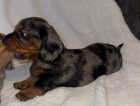 Puppy