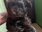 Puppy