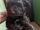 puppy