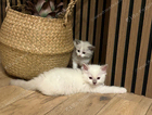 kitten
