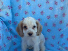 puppy