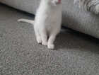 Kitten