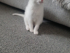 kitten