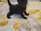 kitten