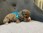 Puppy