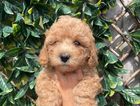 puppy