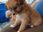 Puppy