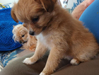 puppy