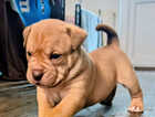 Puppy