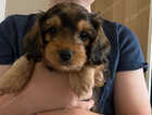 Puppy