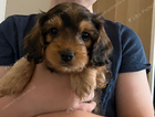 puppy