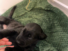 puppy