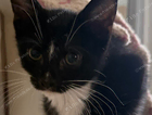 kitten