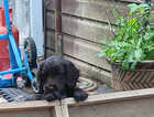 Puppy