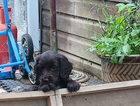 puppy