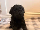 Puppy