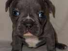 Puppy
