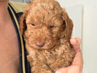 puppy