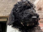 Puppy