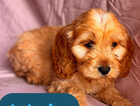 Puppy