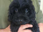 Puppy