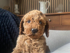 puppy