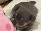 Puppy