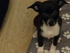 puppy